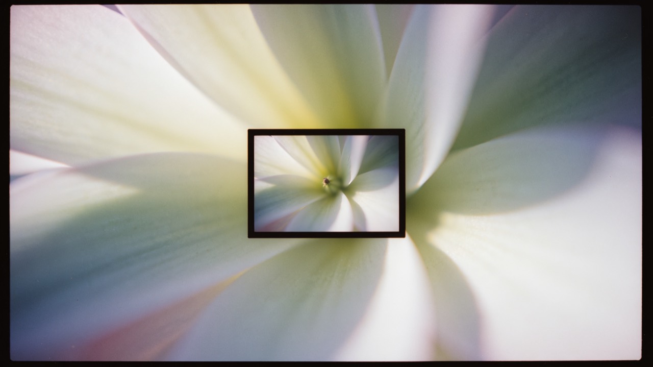 A flower close-up